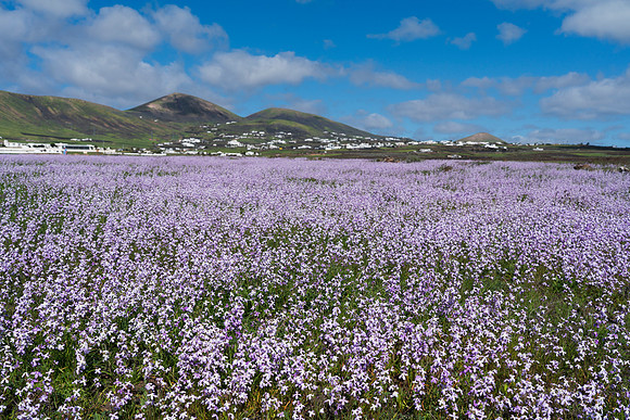 Alhelies Canarios (Matthiola bolleana) en Puerto Calero.