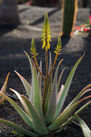 Aloe Vera a contraluz - Costa Teguise, Lanzarote