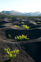 Brota la vid - Viñedos en la Geria, Lanzarote.