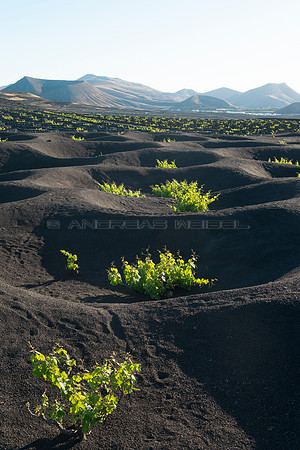 Brota la vid - Viñedos en la Geria, Lanzarote.