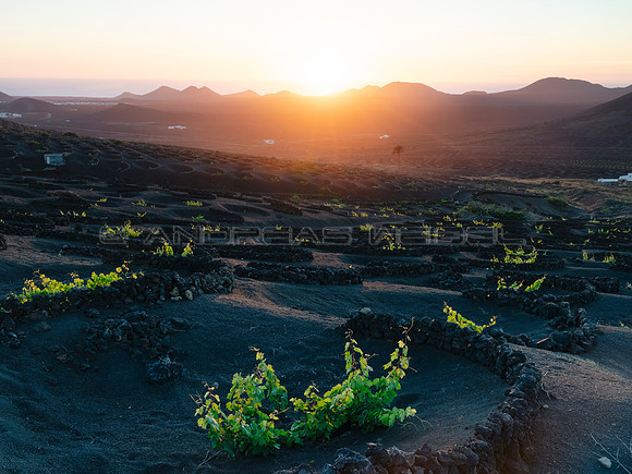 Puesta de Sol desde el viñedo - La Geria, Lanzarote.