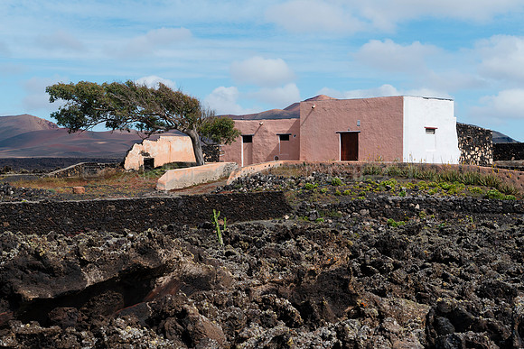Finca con árbol entre Lavas - La Geria.