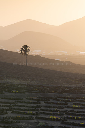 Atardecer con palmera - La Geria.