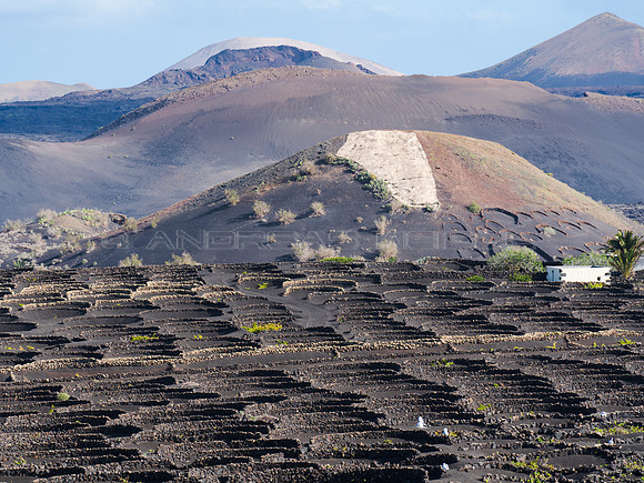 Viñedos con volcanes - La Geria.