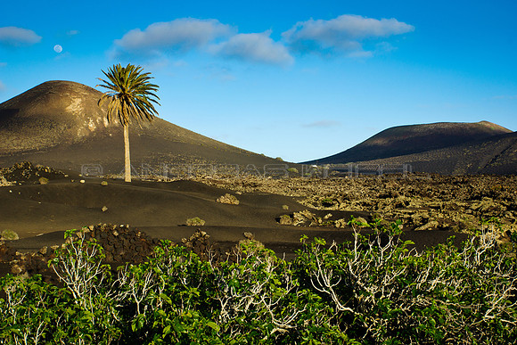 Higuera en La Geria - Lanzarote, Islas Canarias