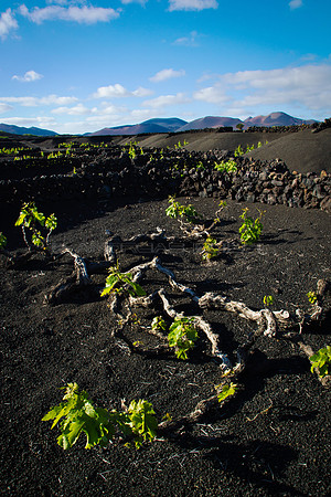 Cepa ante volcanes en La Geria - Lanzarote, Islas Canarias