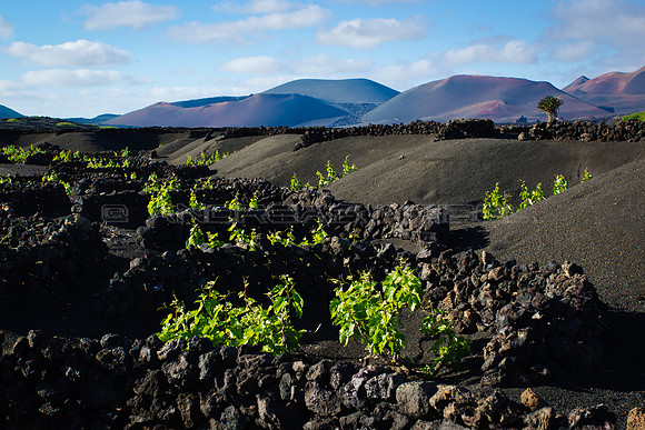 Cepas de Malvasia ante los volcanes de Timanfaya, Lanzarote