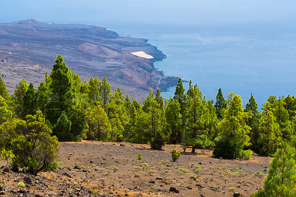 Vistas con pinos - Vista a la costa sur de la Restinga, El Hierr