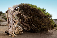 Sabina el El Hierro - árbol curiosísimo.