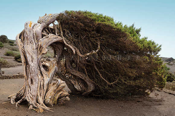 Sabina el El Hierro - árbol curiosísimo.
