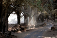Sol y sombra en el bosque - Camino de la Virgen, El Hierro.