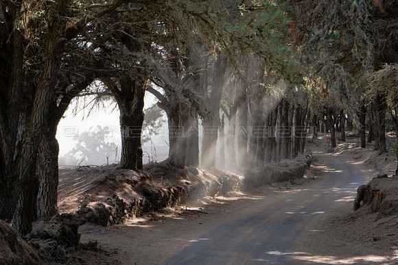 Sol y sombra en el bosque - Camino de la Virgen, El Hierro.