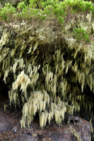 Las 'barbas' de los árboles del monte húmedo - El Hierro.