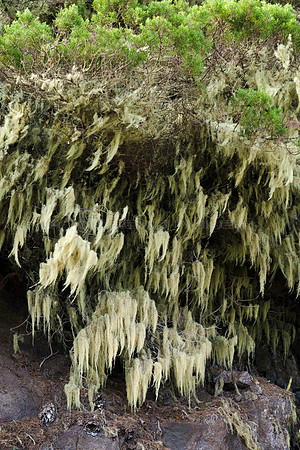 Las 'barbas' de los árboles del monte húmedo - El Hierro.
