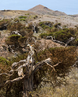 El Sabinar de la Dehesa - El Hierro.