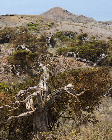 El Sabinar de la Dehesa - El Hierro.