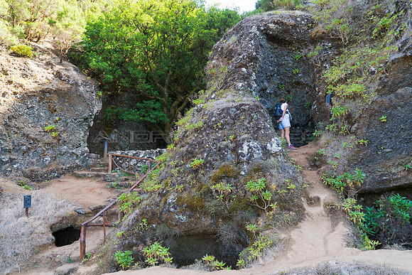Arbol santo Garoé (Tilo) con Albercas - El Hierro.