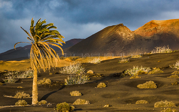 Palmera, higueras y volcán - Timanfaya, Lanzarote