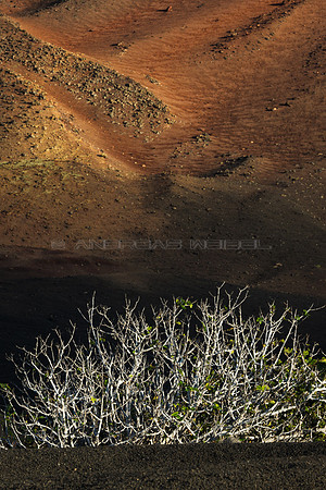 Higuera ante volcán - Timanfaya, Lanzarote.