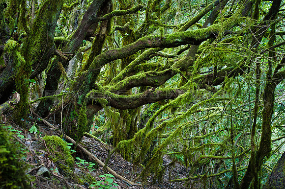 El Laurisilva de Garajonay - La Gomera, Canarias