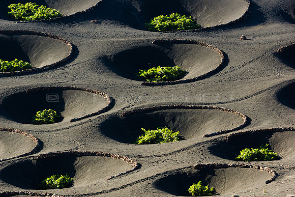 Líneas entre hoyos - Viñedo en La Geria, Lanzarote.