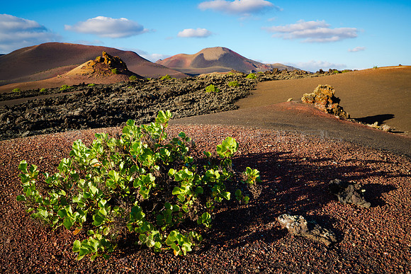 Vinagrera en paisaje volcánico - Lanzarote, Canarias