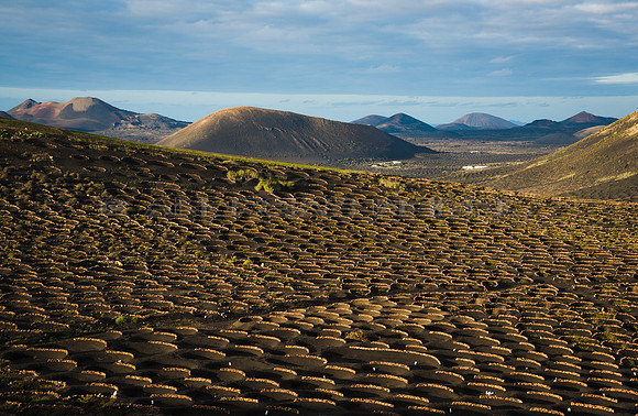 Viñedos en la caldera del Tinasoria, La Geria
