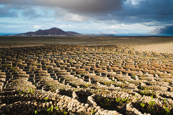 Viñedo en El Jable - Lanzarote, Canarias