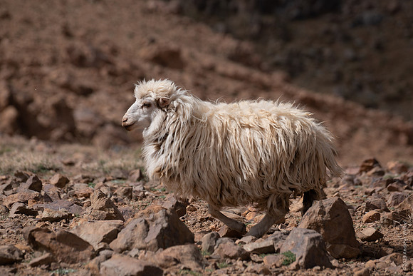 Mount-Siroua-Trek-Photo-49