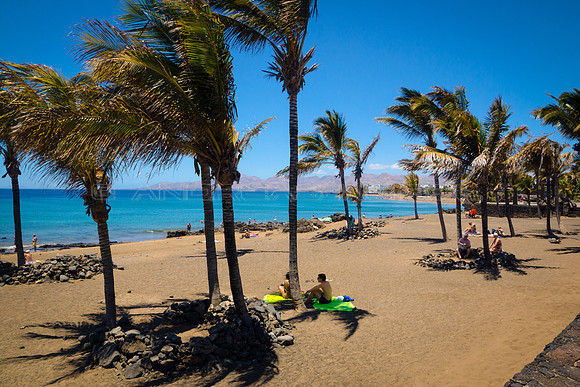 Palmeras en la Punta de Playa Blanca - Puerto del Carmen, Lanzarote