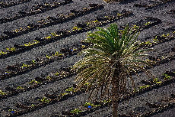 Palmera ante viñedo - La Geria, Lanzarote.