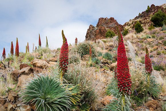 En una ladera del Parque Nacional del Teide florecen los Tajinastes Rojos (Echium Wildpretii) - Tenerife, Canarias.
