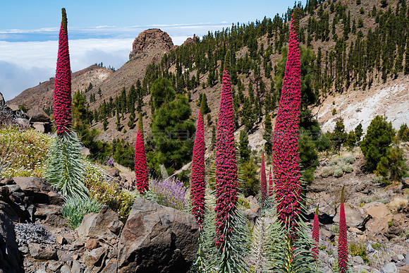 Tajinastes rojos en las laderas de las Cañadas del Teide.