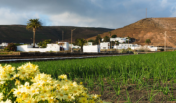 Margaritas de Famara y Cebolla en Los Valles, Teguise.