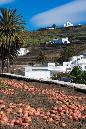 Papas en Los Valles, Teguise.