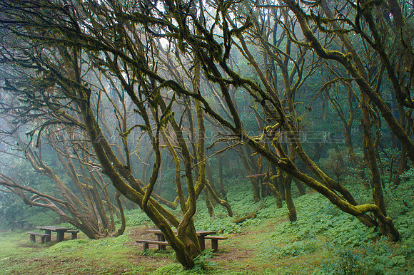 Zona de Pic-Nic en Laguna Grande - Parque Nacional de Garajonay, La Gomera