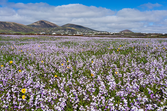La primavera lanzaroteña - Flores en el Barranco del Barquito, Yaiza y Tías.