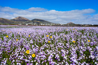 Alfombra de Alhelís Canarios (Matthiola bolleana) cerca de Puer