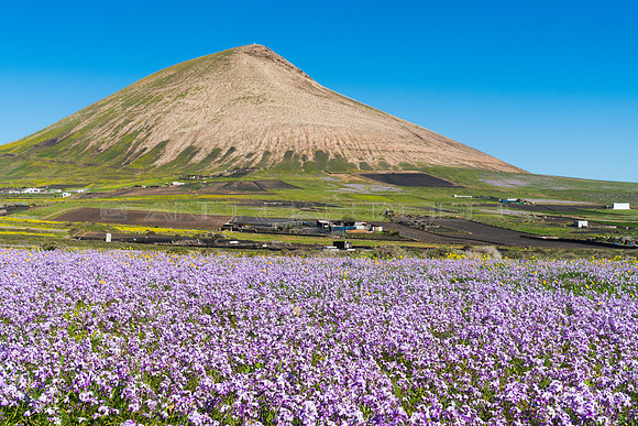Un campo de Alhelies Canarios (Matthiola bolleana) ante Montaña Blanca, Tías.