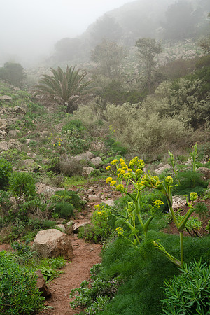 El monte misterioso de Lanzarote - Barranco de Elvira Sánchez,