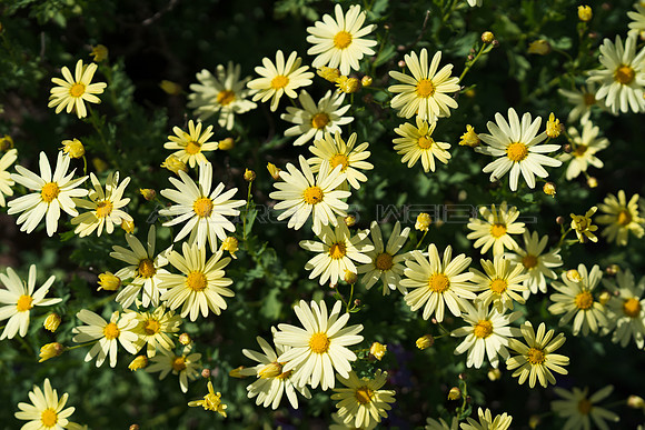 Margaritas de Famara (Argyranthemum Maderense) en el Risco de Famara, Haria.