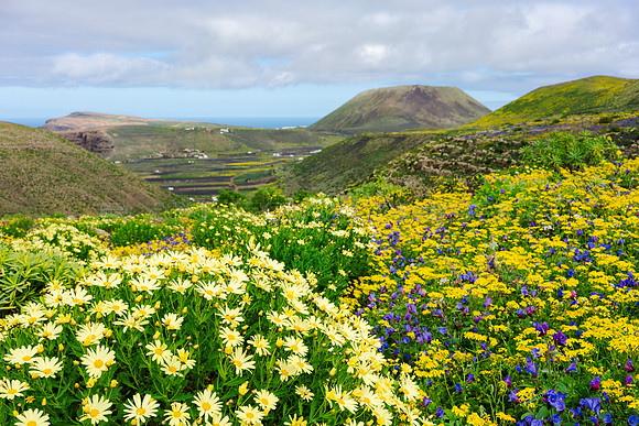 Margaritas de Famara en un mar de flores ante el Valle de Guinat