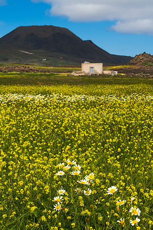 Margaritas (Gledionis coronaria) en un campo de relinchones (Eru