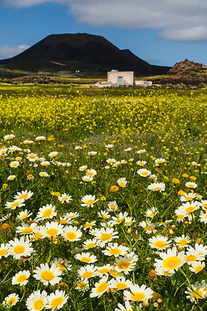 Margaritas (Gledionis coronaria) en el Norte de Lanzarote - Hari