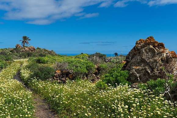 Un jardín entre rocas - cerca de Haria, Lanzarote.