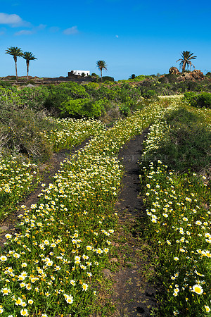 El camino a casa - Haria, Lanzarote.