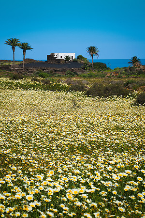 Margaritas con Finca - Haria, Lanzarote.