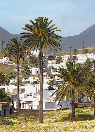 Palmeras ante portas - Haria, Lanzarote.