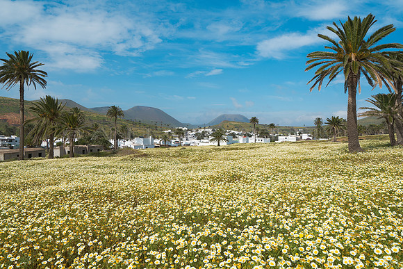 Campo de Margaritas (Glebionis coronaria) en el Valle de las mil Palmeras - Haria.