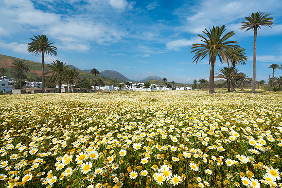 Margaritas (Glebionis coronaria) hasta el pueblo - Valle de las